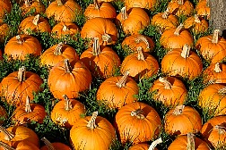 dsc0567.jpg