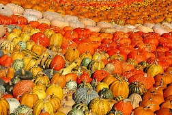 dsc0570.jpg